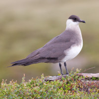 Parasitic Jaeger